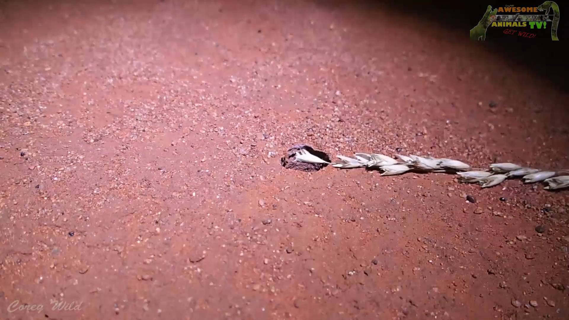 Spider ambush | Be aware of these holes in the ground