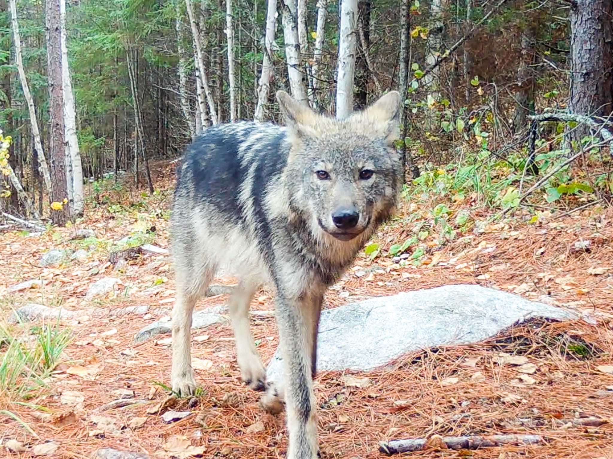 New wolf hunting and trapping rules take effect Nov. 1 in Wisconsin