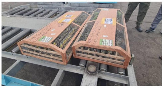 Parrots, songbirds and birds of prey are among the most trafficked birds for the exotic pet trade, private collections and for feathers or trophies (Nigeria Customs Service)