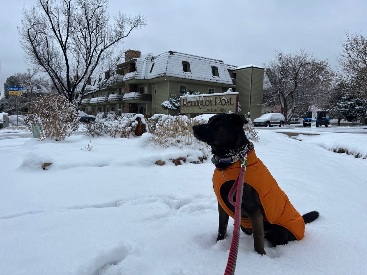Dog with jacket and leash on in snow