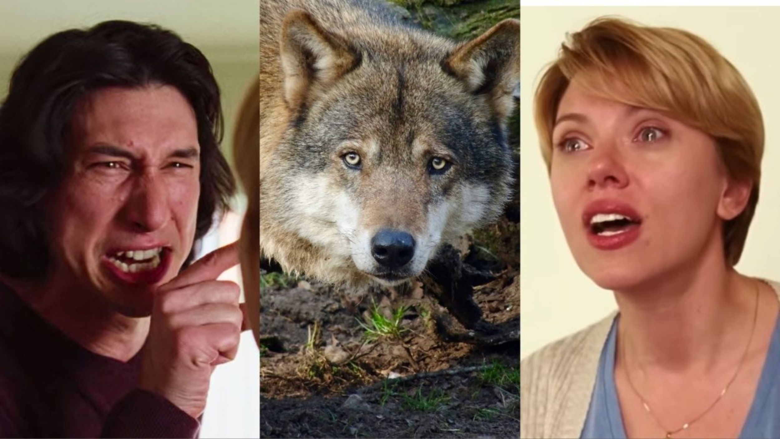 Need to Scare Wolves? Blast Scarlett Johansson & Adam Driver’s MARRIAGE(02)