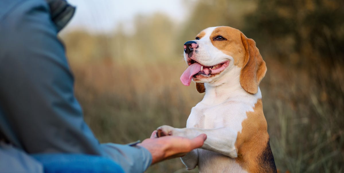 15 easy tricks that any pup can master