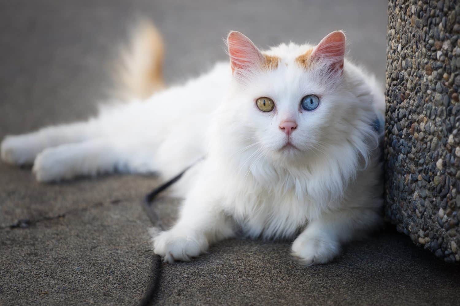 9 of the Coolest Types Of Cat Breeds