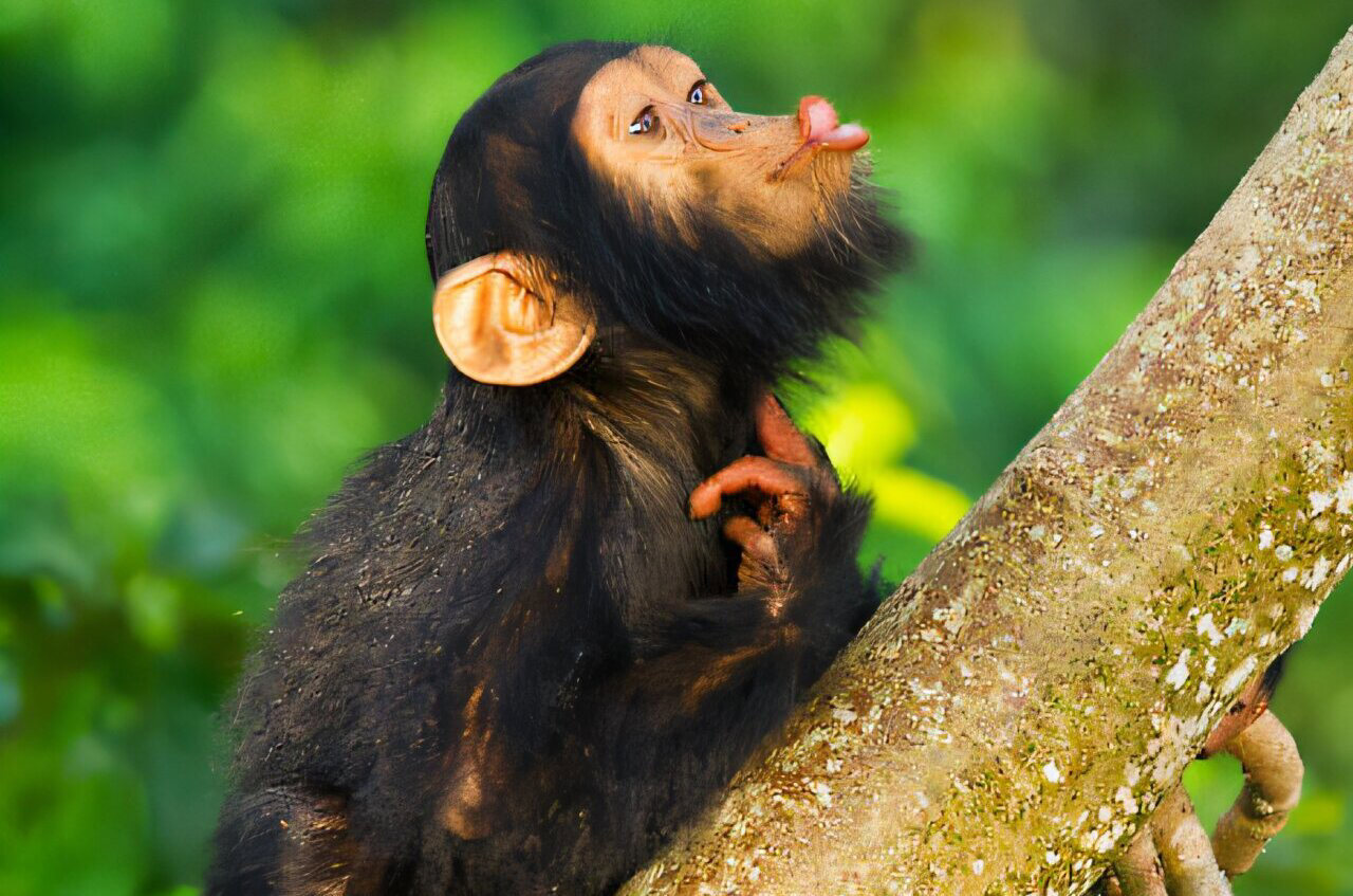 Study reveals wild chimpanzees learn how to communicate from relatives Study reveals wild chimpanzees learn how to communicate from relatives