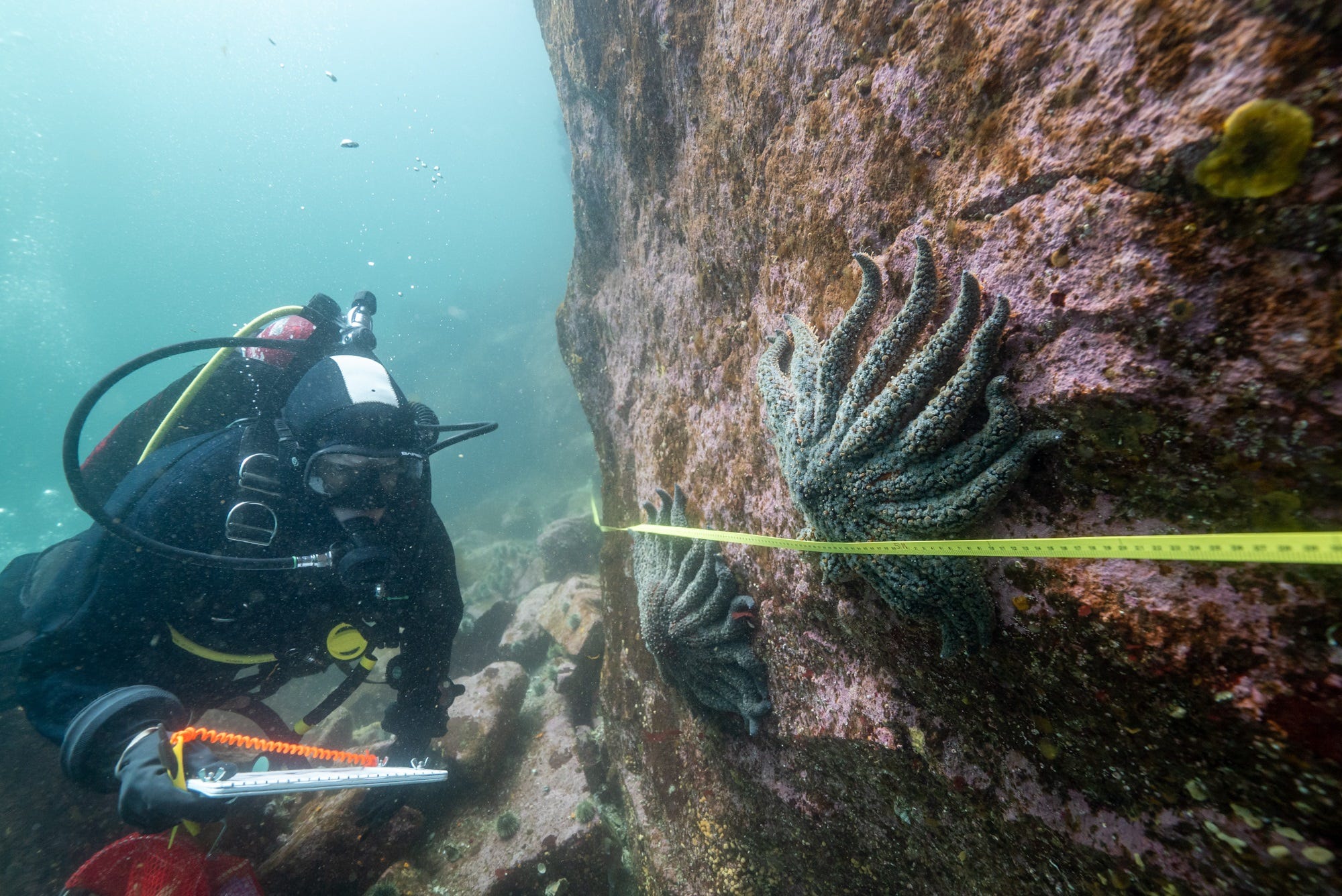 UVM scientists find early signs of mysterious sea star disease