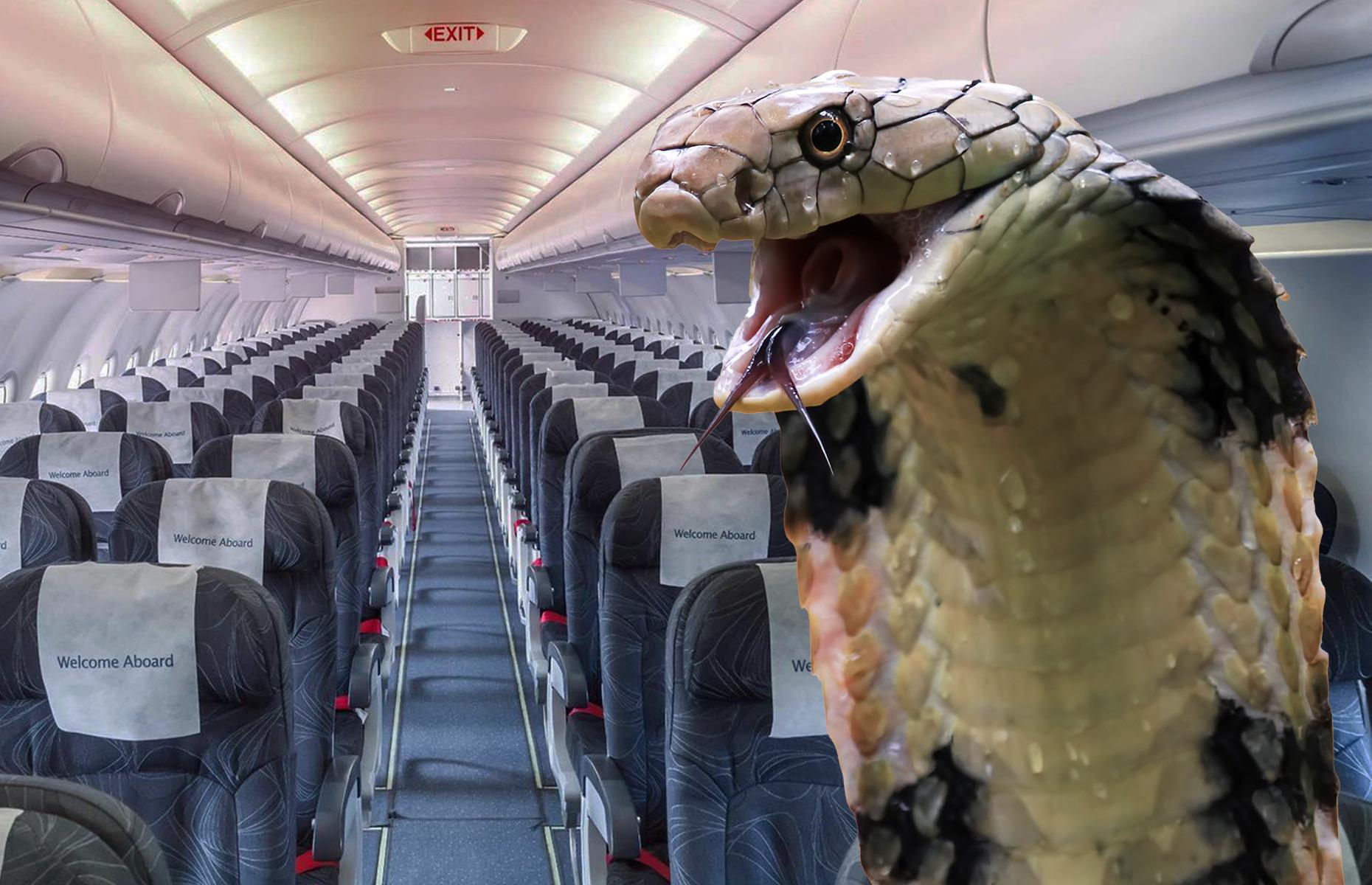 23 weird and wonderful flying facts that might surprise you