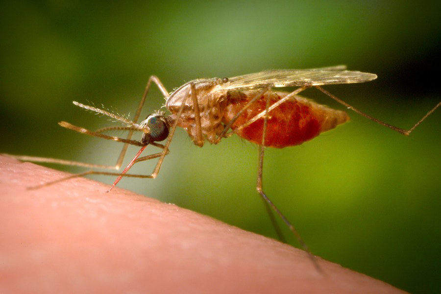 West Nile Virus sample collected in Dauphin County park West Nile Virus sample collected in Dauphin County park