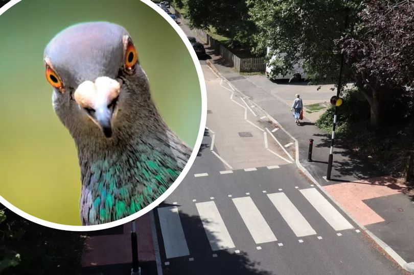 Pigeon delays zebra crossing opening by more than a month
