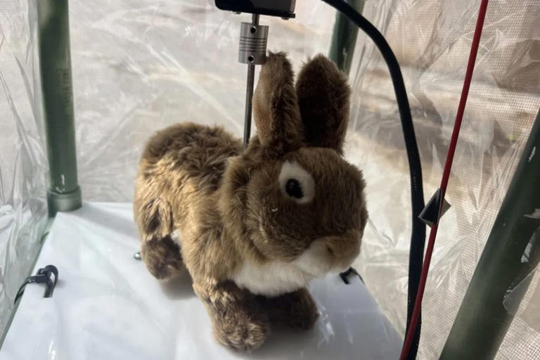 Remote-controlled robot rabbits are being used to help solve Florida’s ...