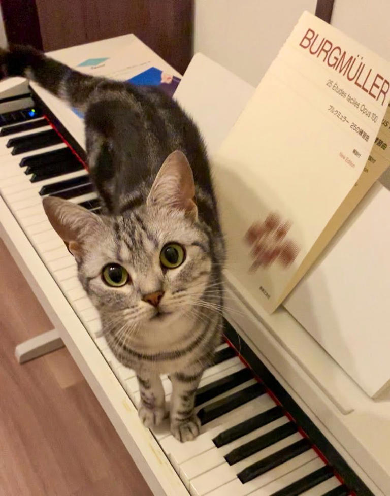 ピアノを弾こうとしたら、猫がとった行動に思わず笑ってしまう