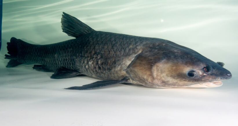 Cash in black carp for $100 and help invasive species research in Arkansas