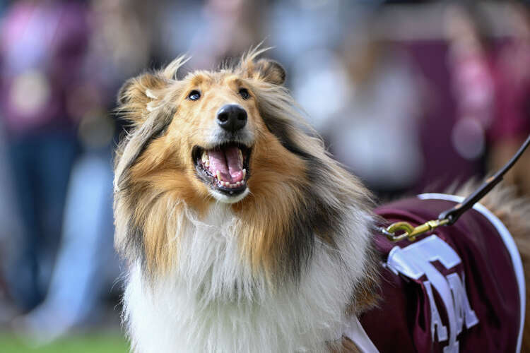 Texas A&M mascot Reveille X undergoes surgery for glaucoma