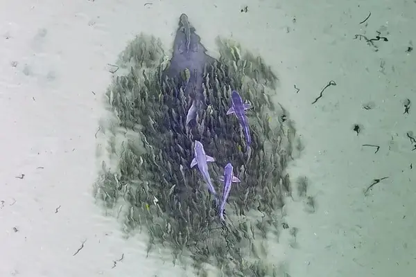 Peixe raro protagoniza cena impressionante no oceano e encanta internautas