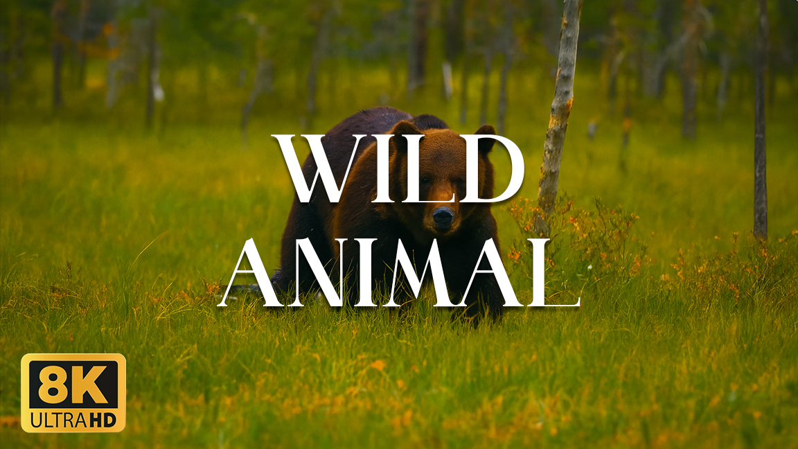 Incredible Wild Animal Encounters (8K)