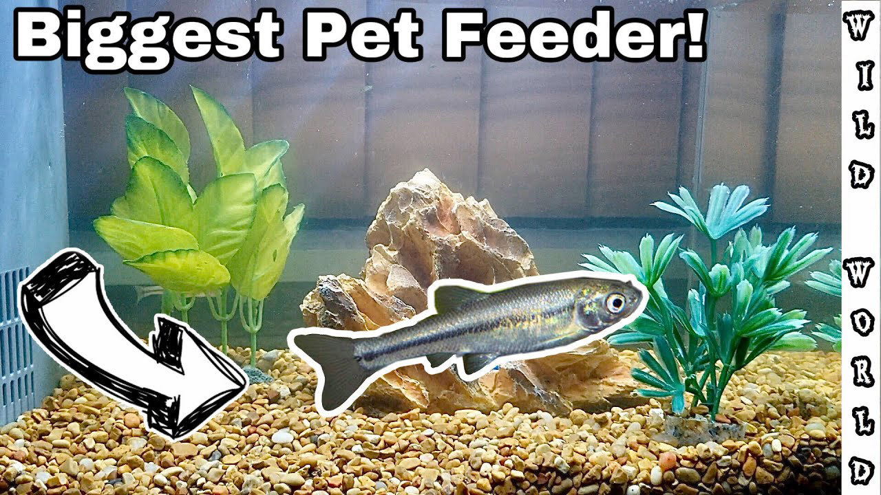 Feeding the World s Largest Feeder Guppy Feeding the World s Largest Feeder Guppy