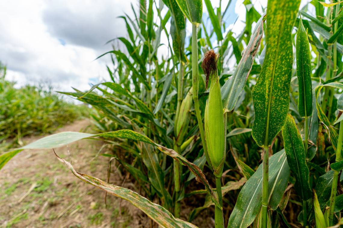 It's been extra humid and muggy lately in Kentucky. Corn isn't helping ...