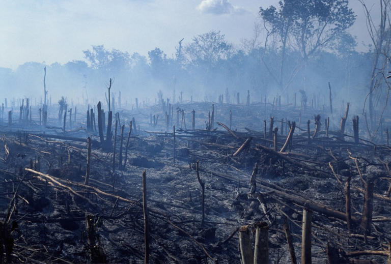 « Dépasser le capitalisme, pas les limites planétaires » : l’ensemble des ressources naturelles de la Terre pour l’année 2025 ont déjà été consommées