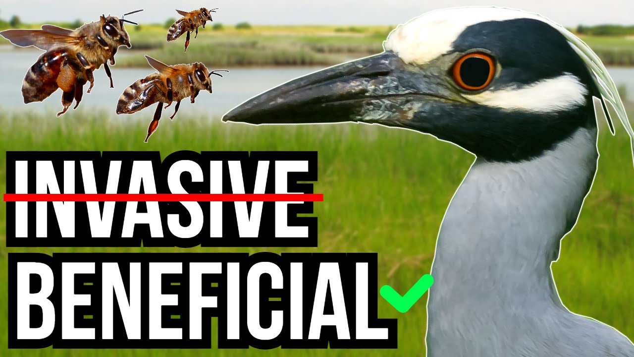 3 Introduced And Invasive Species That Benefit Non-Native Ecosystems