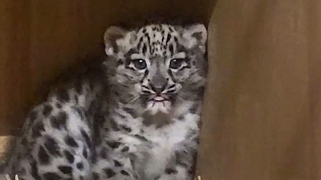 Un rare petit léopard des neiges né dans un zoo britannique — free download