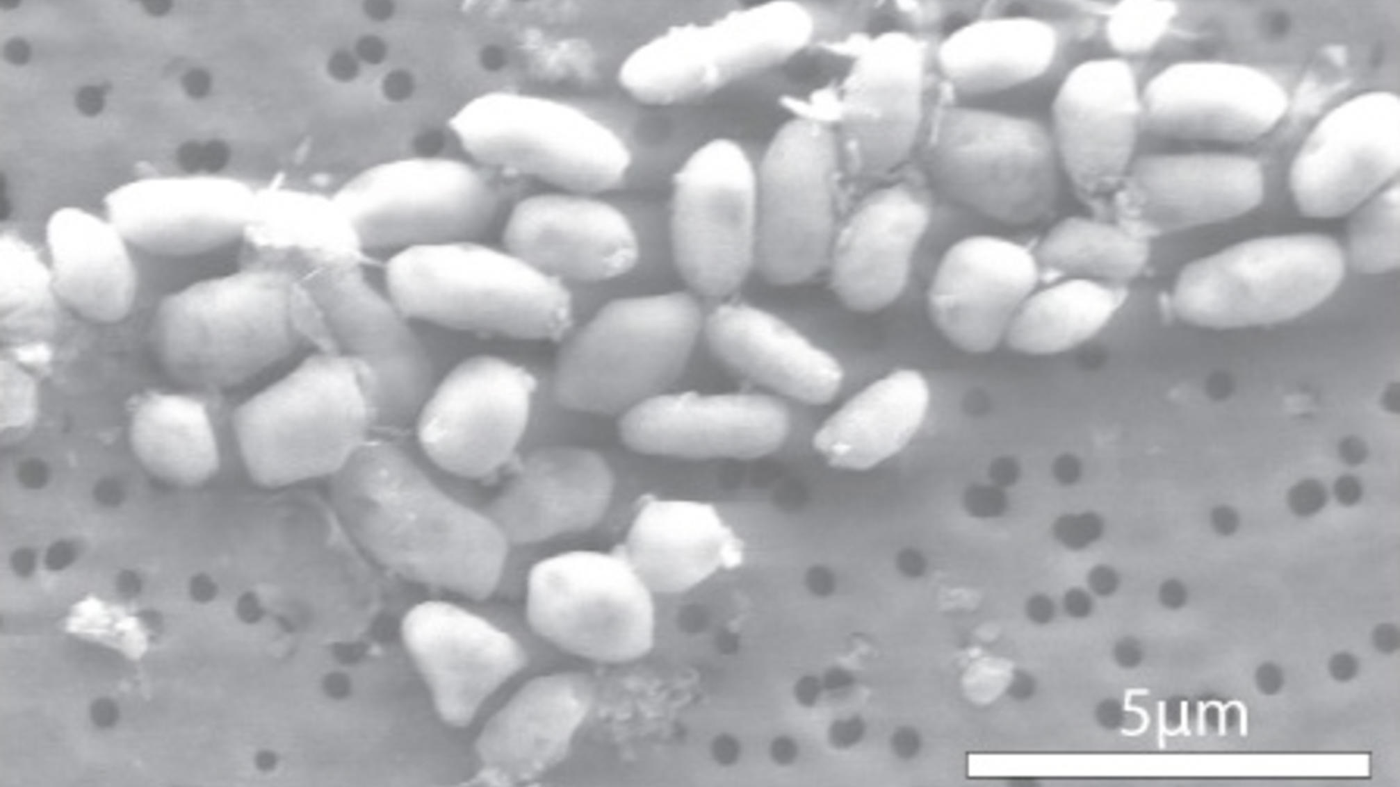 Microscope image of GFAJ-1, a bacterium that is shaped like tiny grains of arborio rice