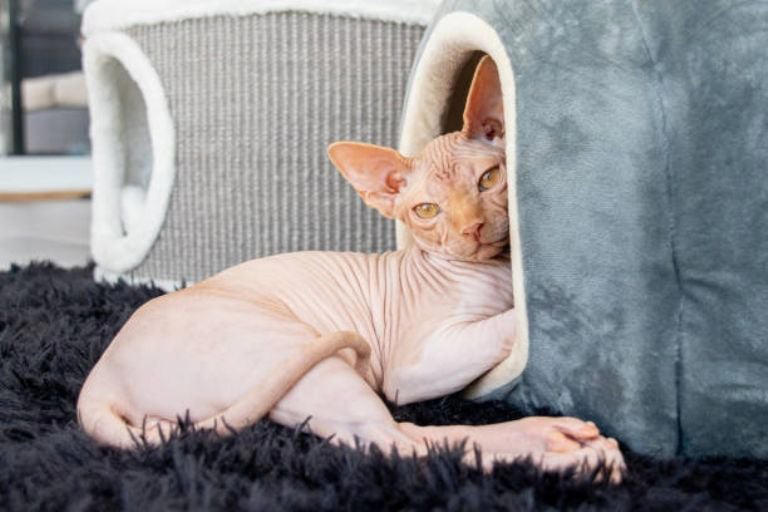 Cuáles son las 5 mejores razas de gato para tener en casa; según ...