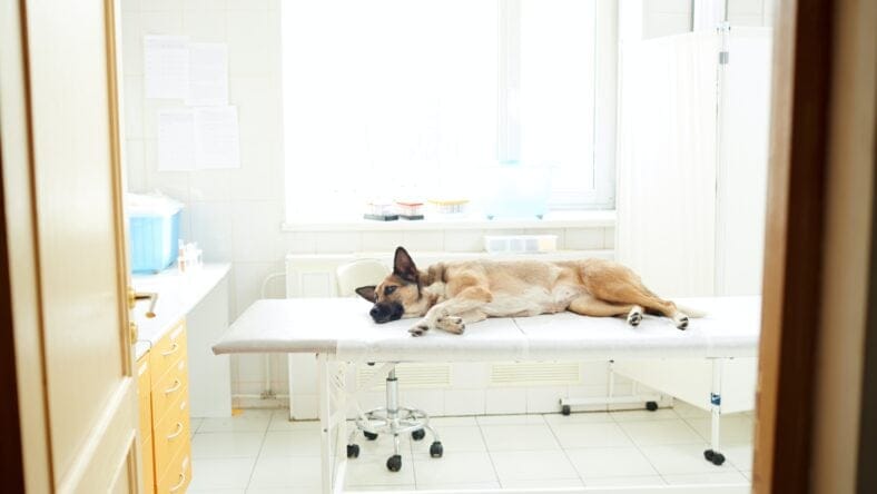 How to Keep Your House Clean With Dogs: Easy Tips That Work
