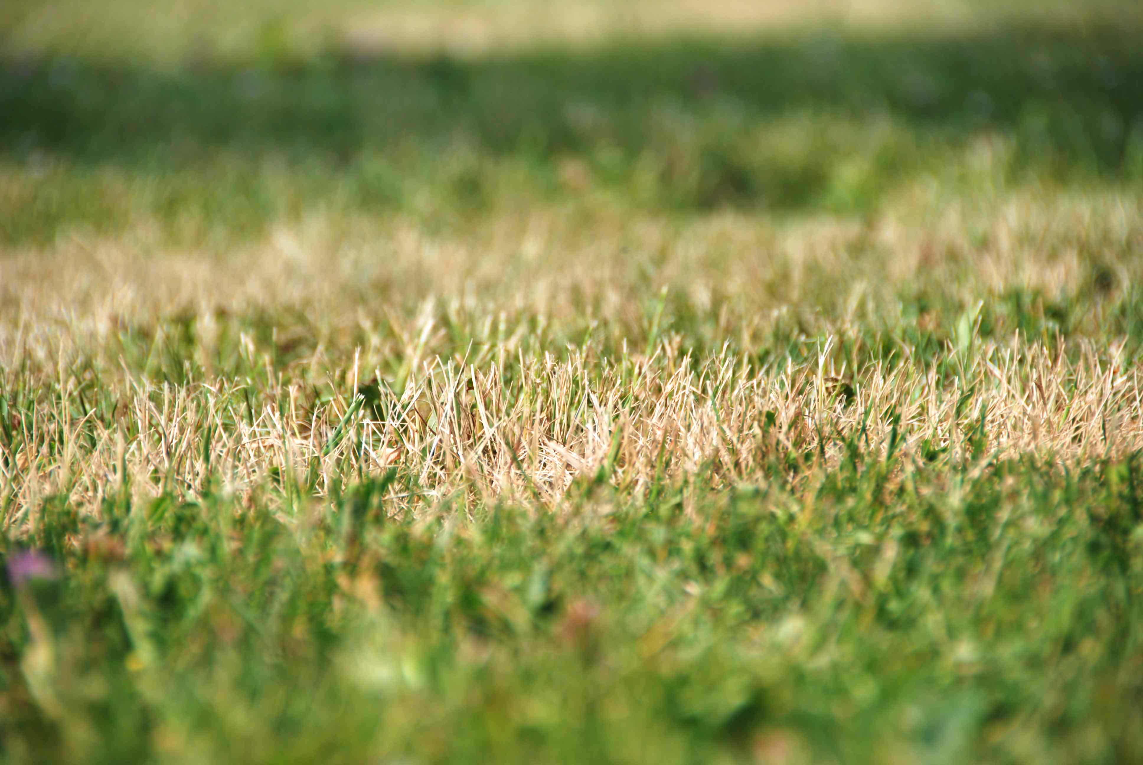 Should You Mow The Lawn During A Dry Spell—Or Wait It Out?