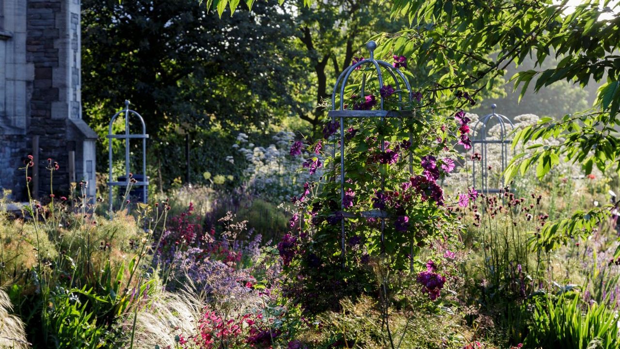These 5 popular garden plants are (surprisingly) invasive – a ...