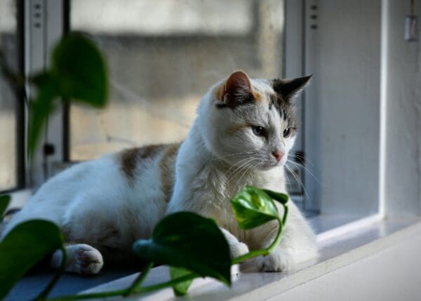 How Do Calming Collars Help Cats Adapt to New Homes?