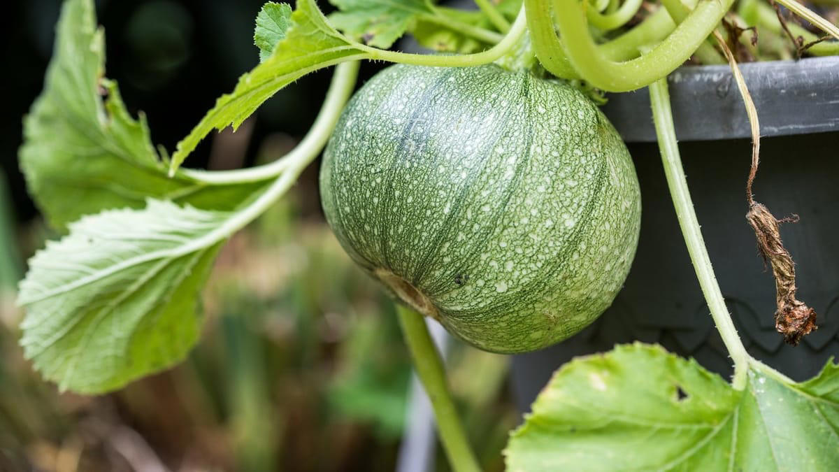 Zucchini im Kübel: So gelingt der Anbau auf Balkon und Terrasse Zucchini im Kübel: So gelingt der Anbau auf Balkon und Terrasse