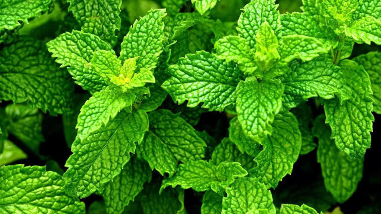 14 Everyday herbs and spices that may help prevent cancer, diabetes, and heart disease