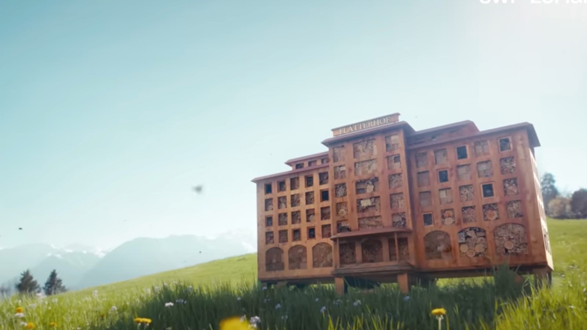 The Solo Rebrand: Logistics and Future Ventures