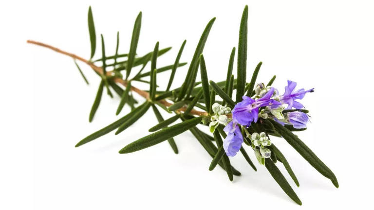 14 Everyday herbs and spices that may help prevent cancer, diabetes, and heart disease