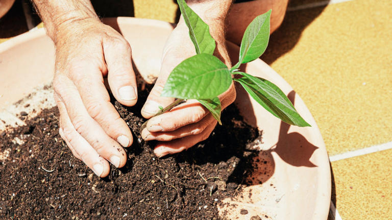 You Can Grow An Avocado Tree Indoors - But Don't Get Your Hopes Up ...