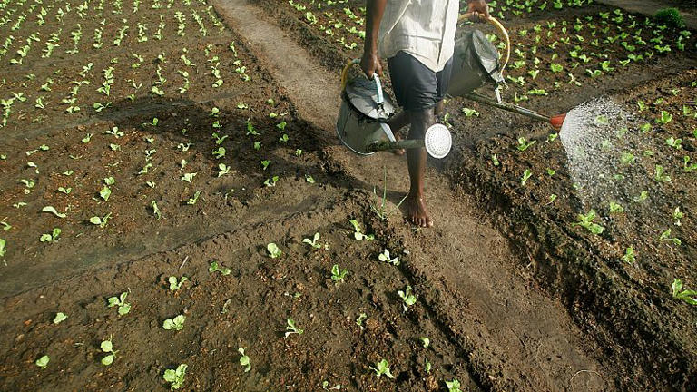 Une des rares parcelles de terres agricoles situées dans la capitale du Sénégal, Dakar, le jeudi 5 juin 2008.