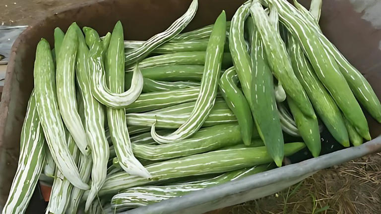 คนไทยเฮ เปิด 4 ผักพื้นบ้านไทย คุณค่าเทียบโสม ปลอดสารพิษ คนไทยเฮ เปิด 4 ผักพื้นบ้านไทย คุณค่าเทียบโสม ปลอดสารพิษ