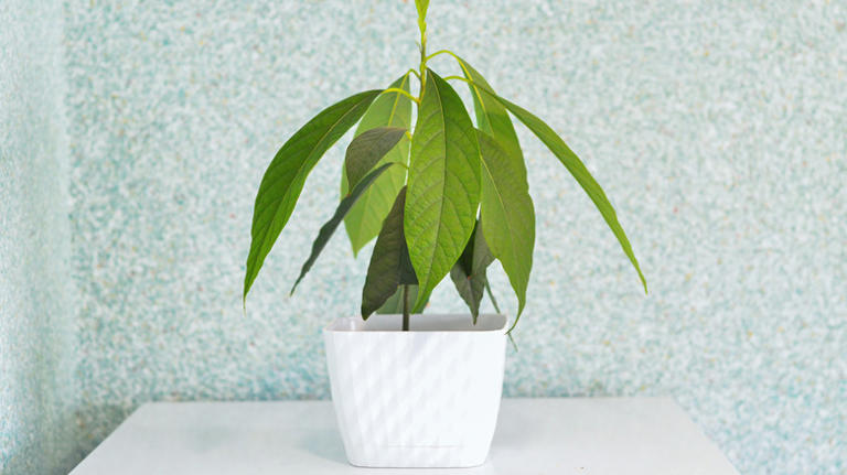 You Can Grow An Avocado Tree Indoors - But Don't Get Your Hopes Up ...