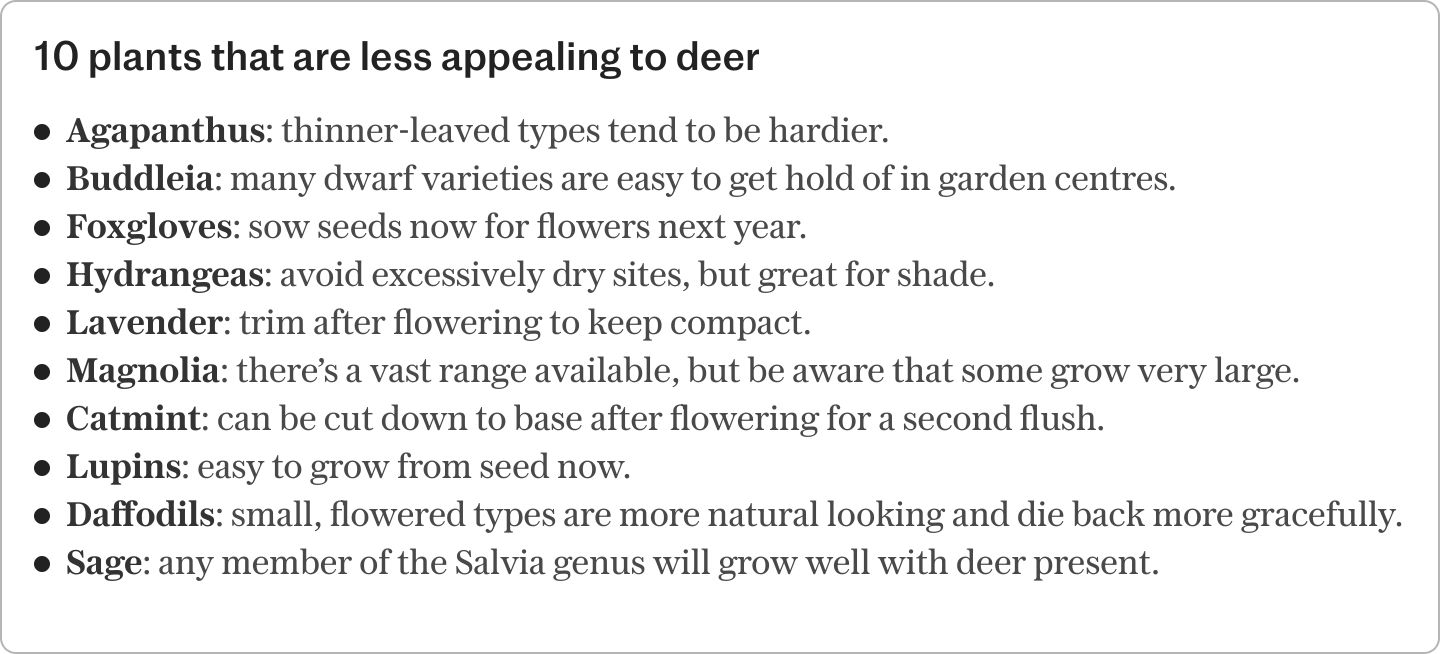 Ask the head gardener: How can I stop deer from eating my plants?