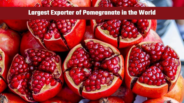 Which country is largest exporter of christmas trees