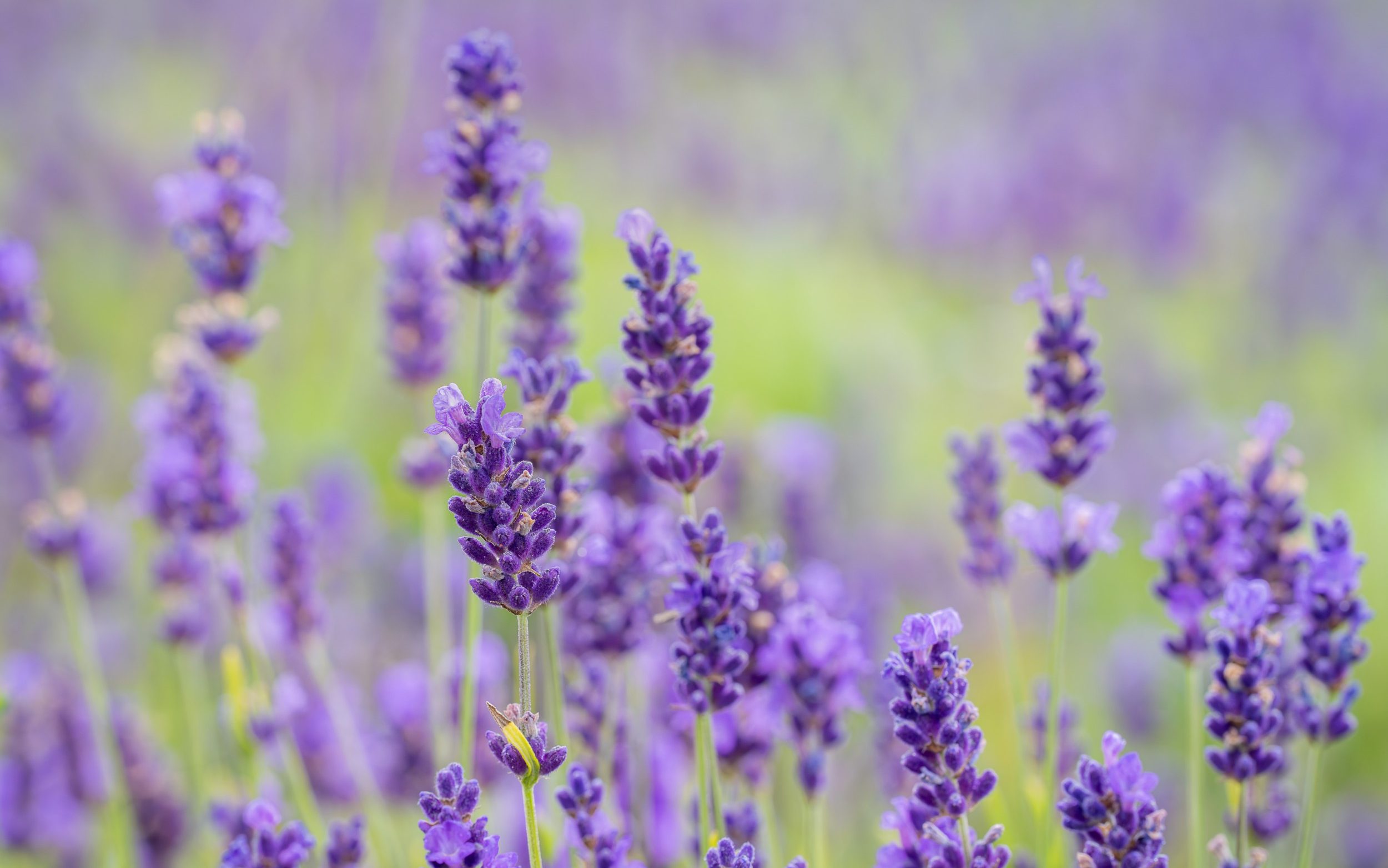 Lavandula (lavender) ornamental plant in cottage gerden with dark blue and violet flowers