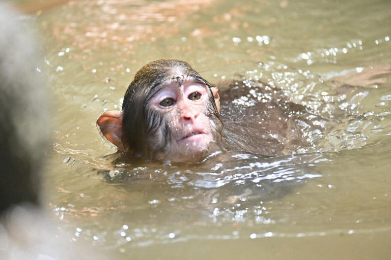 Young monkeys at zoo in Japan's Oita play in pool to cool off amid ...