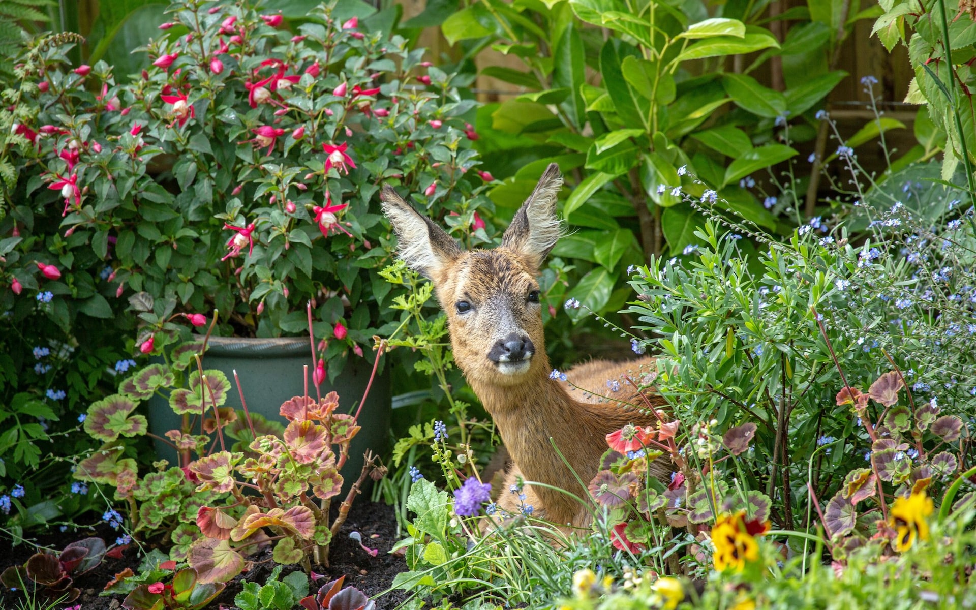 Deer in Garden