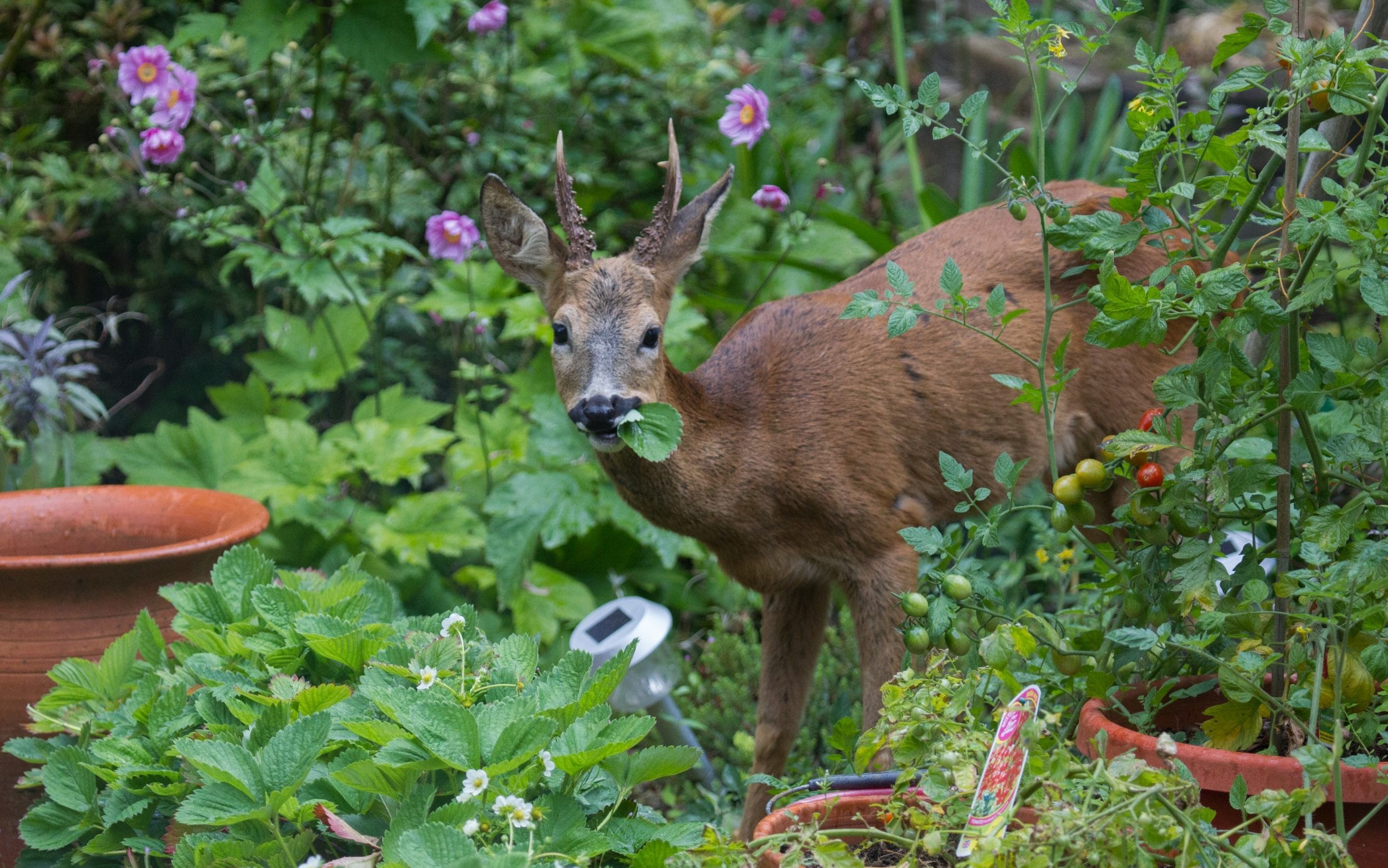 A lone, young Roe Deer