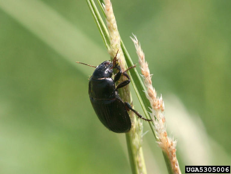 8 bugs that hunt garden pests so you don’t have to