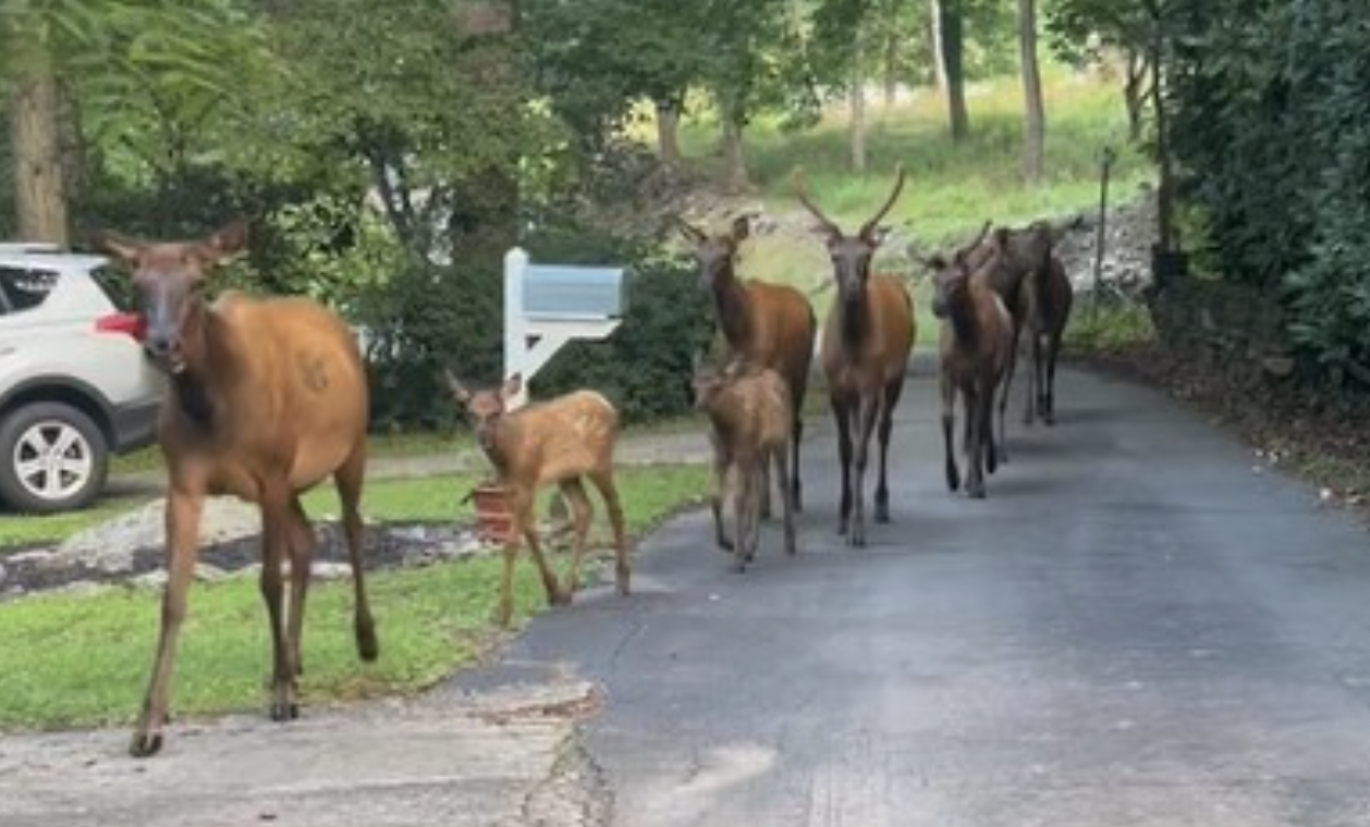 North Carolina Streets Overrun by Wandering Elk Herd