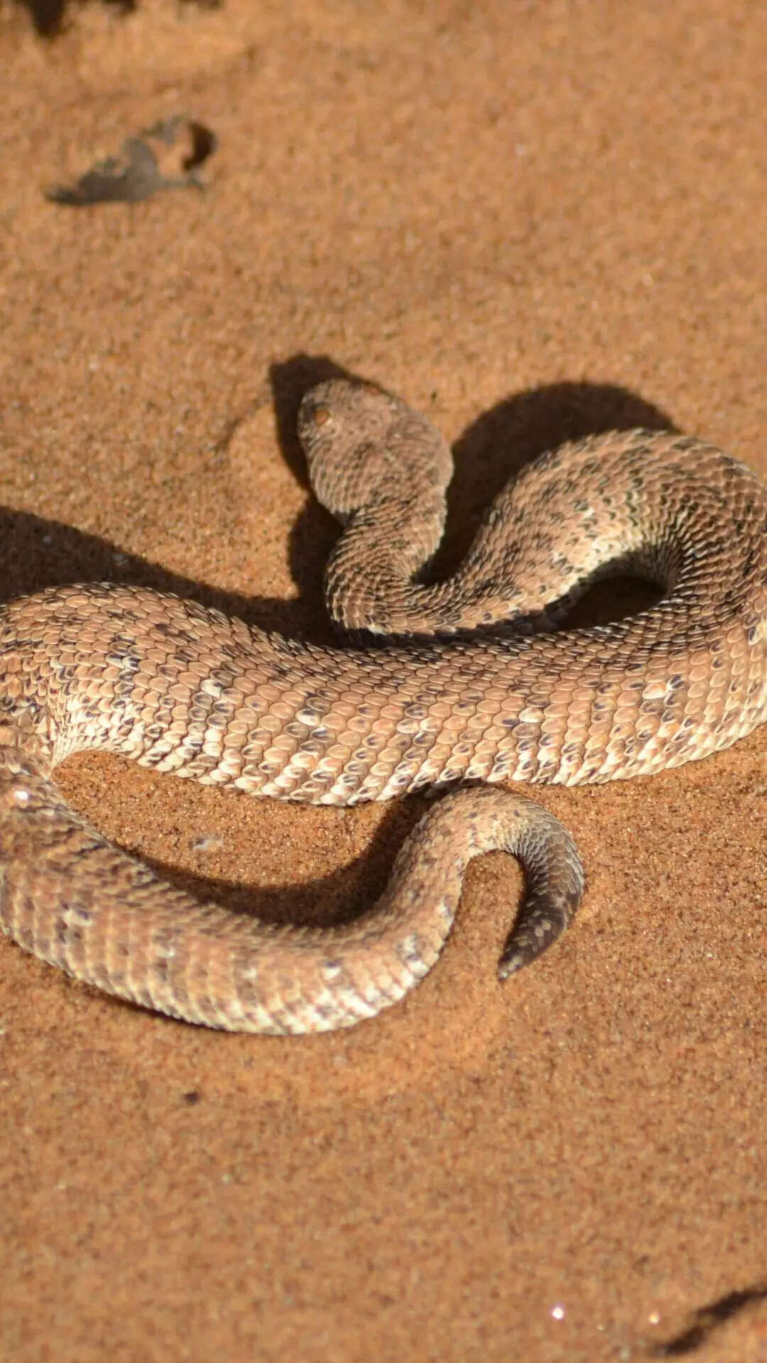 9 rare animals found in the Indian desert