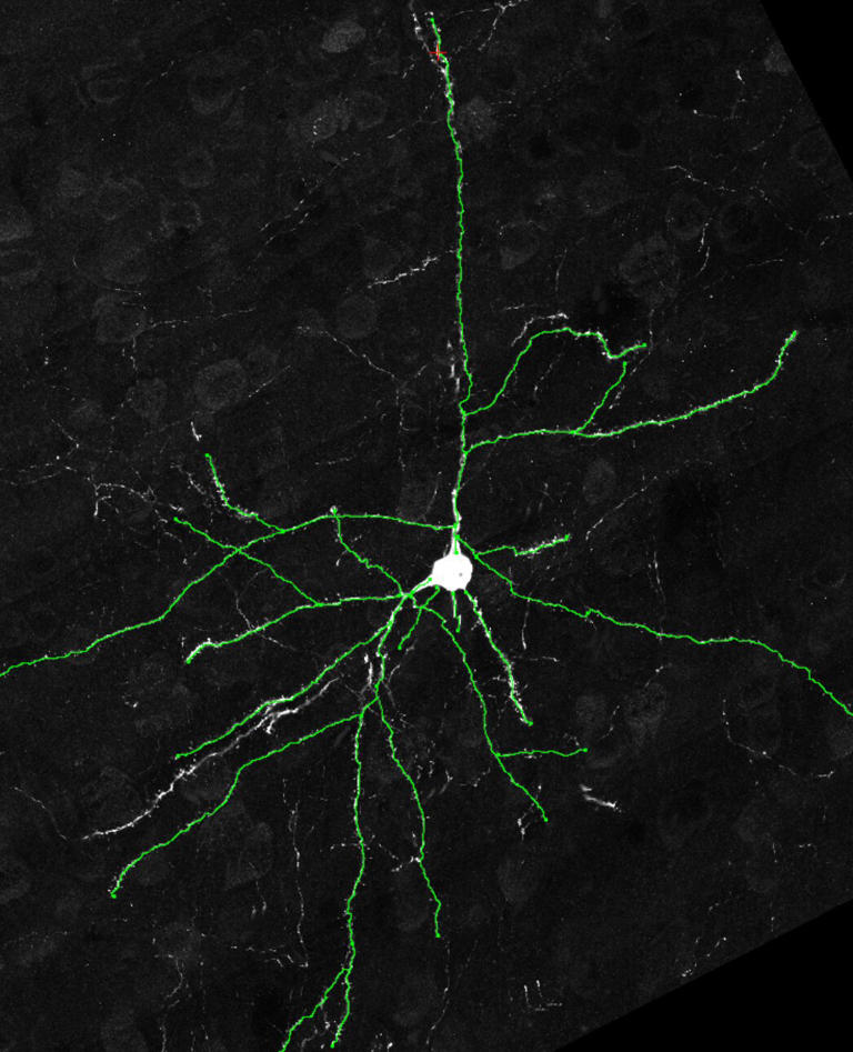 希少　Neuronal Man: The Biology of Mind 希少 Neuronal Man: The Biology of Mind
