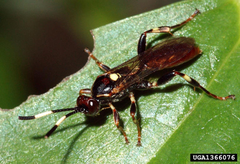 8 bugs that hunt garden pests so you don’t have to