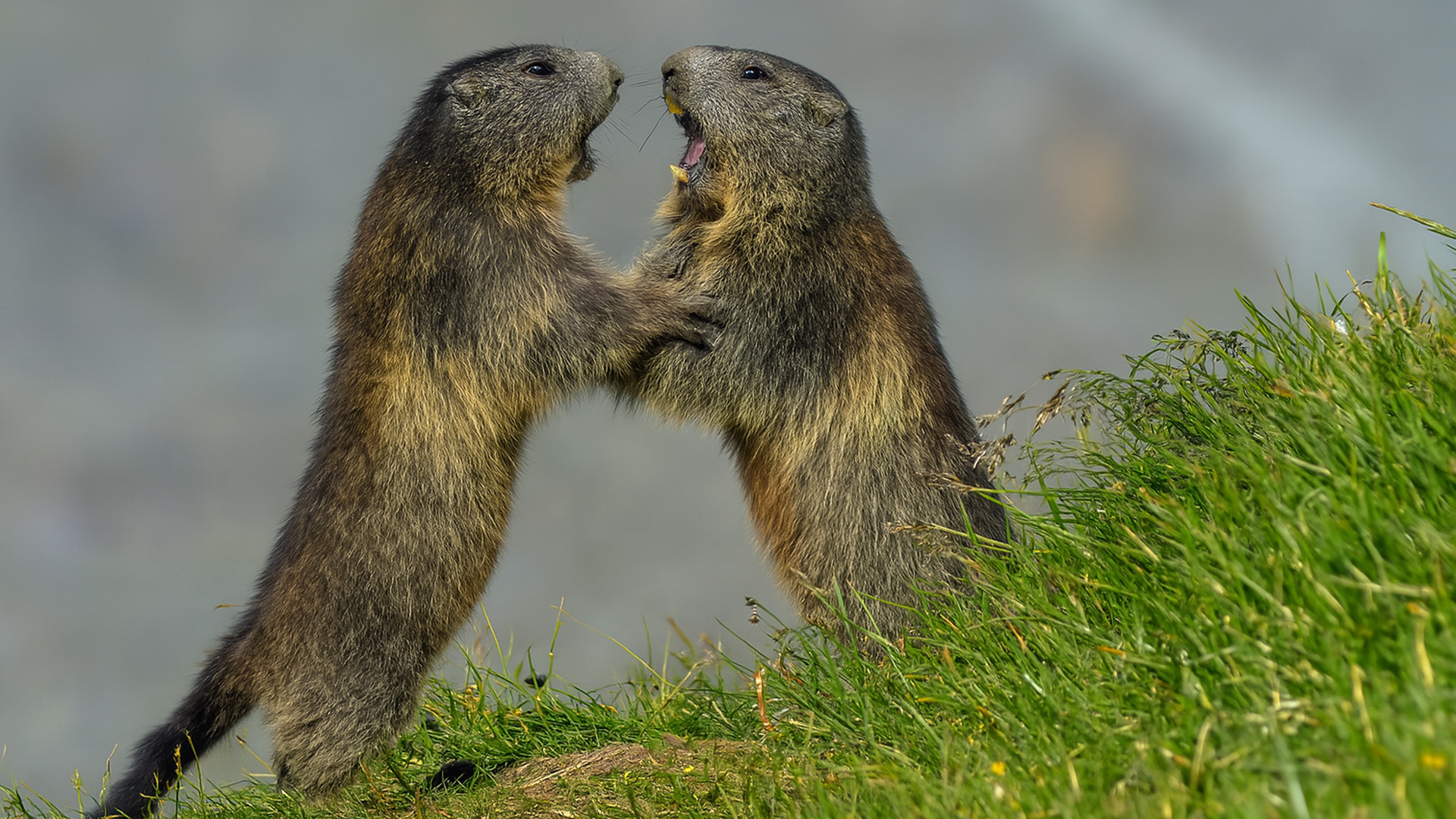 Animal Encounter Alpine Marmot