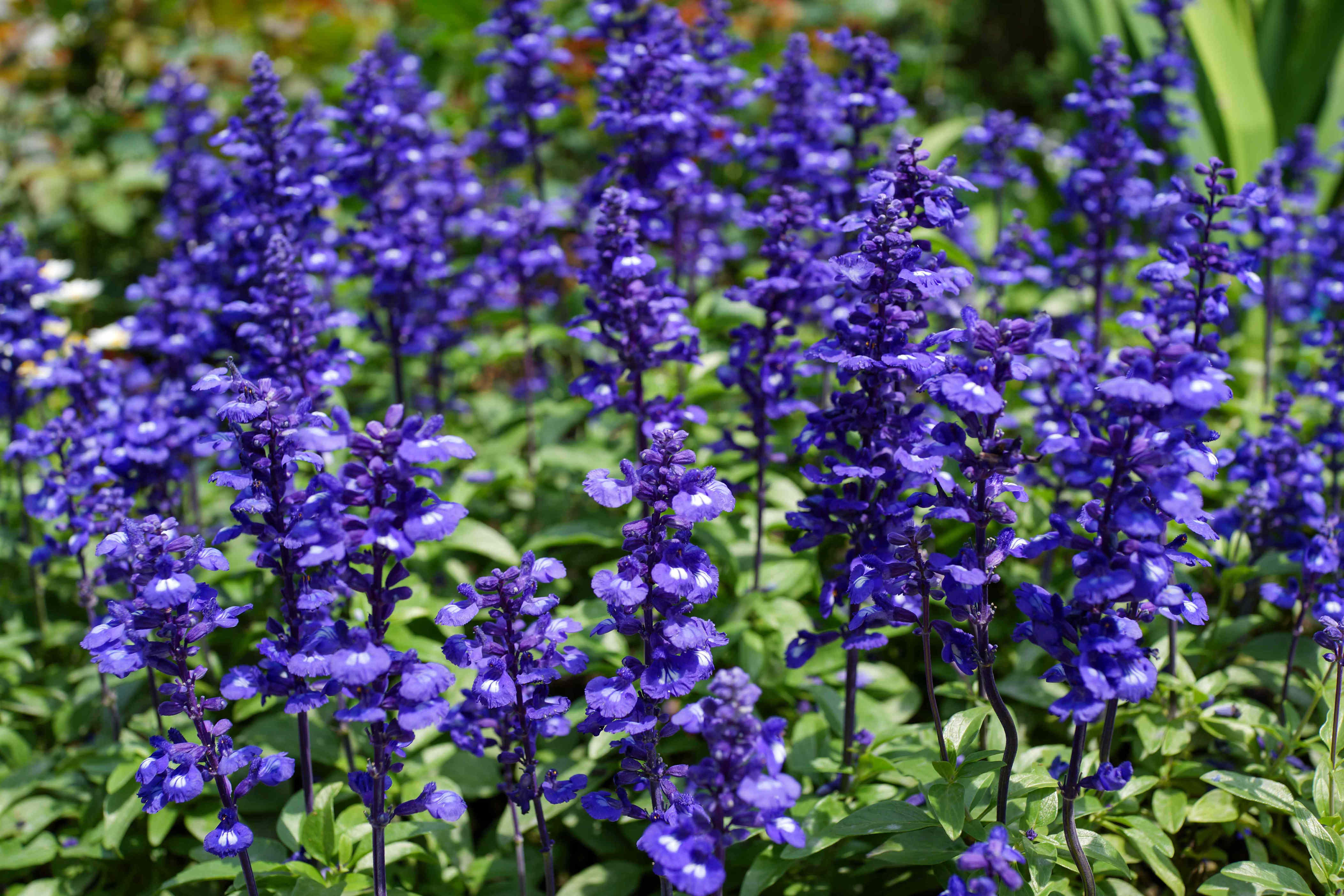 How to Prune Your Salvias in the Summer for More Blooms and Stronger Plants